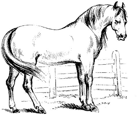 zeichnungen pferde kostenlos